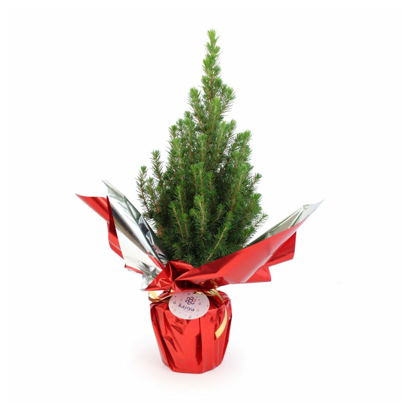 Sapin de Noël_02
