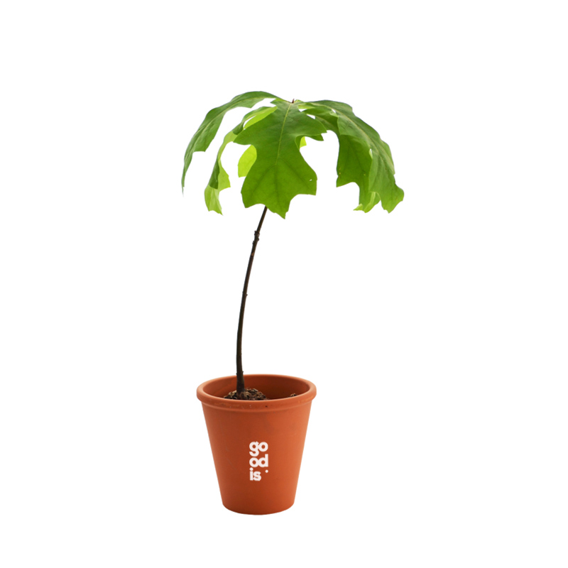 Plant d'arbre Feuillus dans pot en terre cuite_04