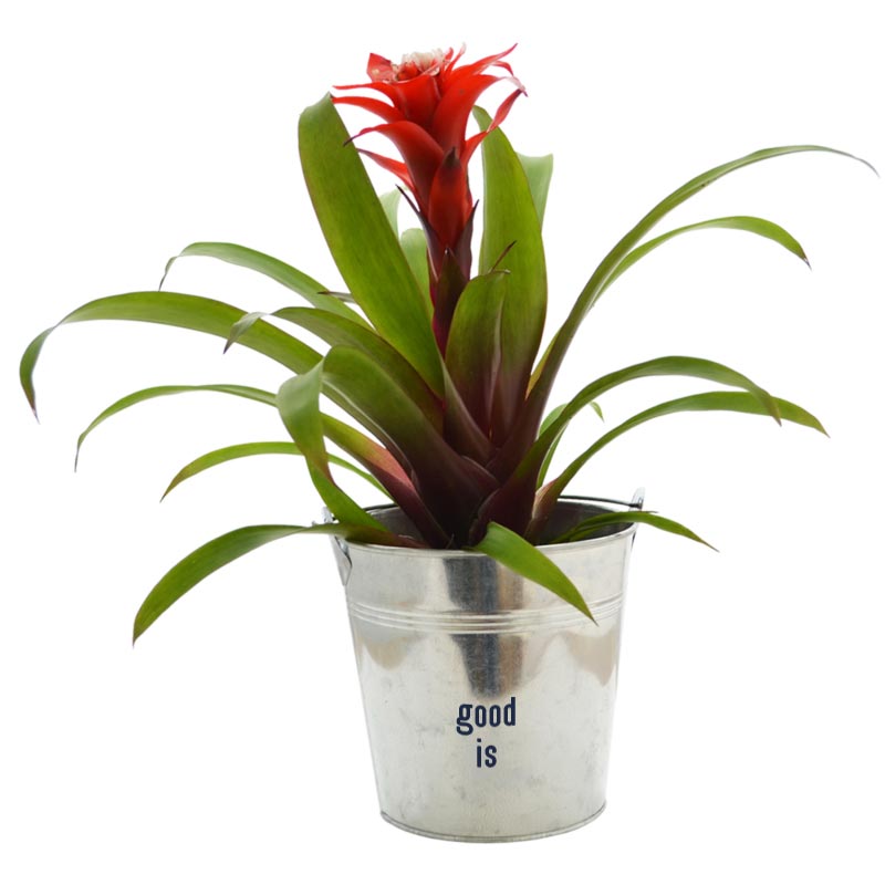 Grande plante déco en pot en zinc_02