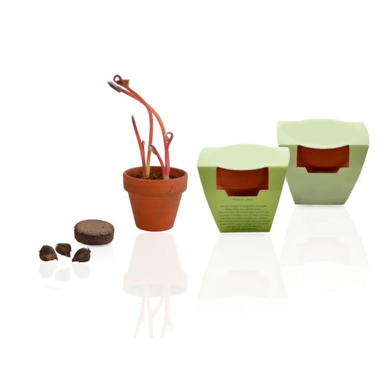 Kit de plantation de trèfle dans pot en terre cuite_03