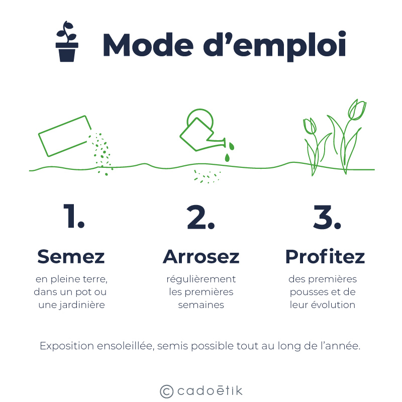 Substrat avec graines de menthe Mint_06