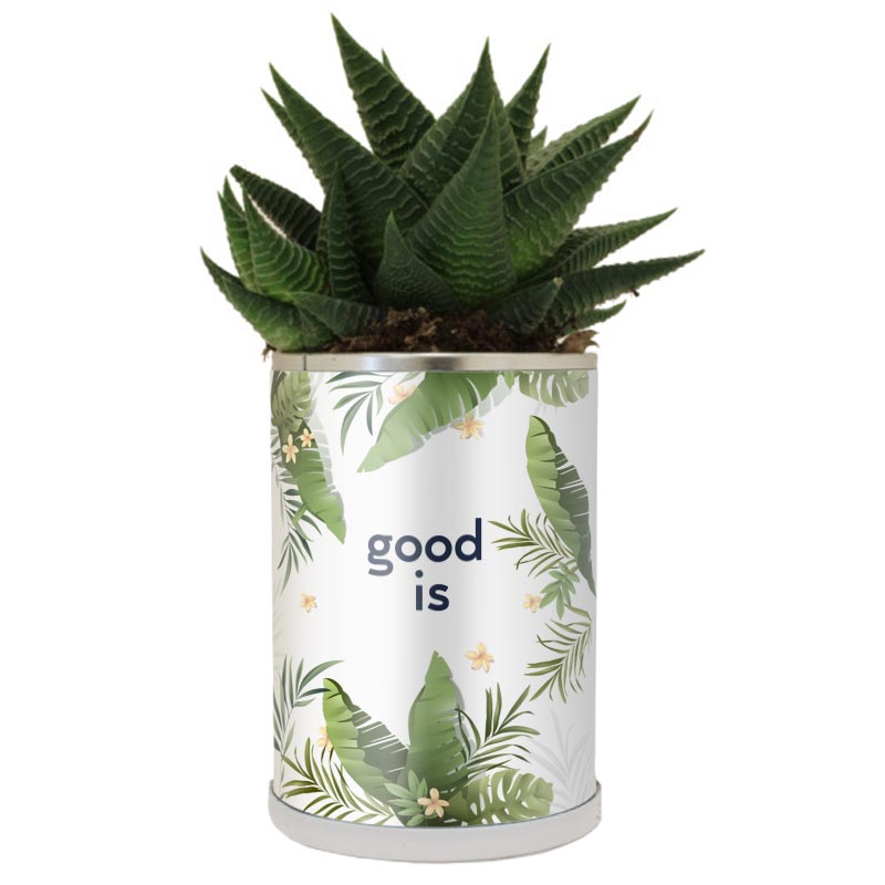 Canette avec plante dépolluante_03