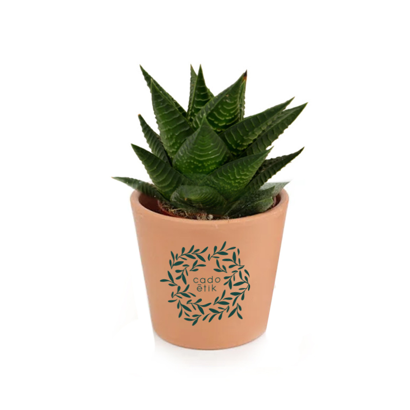 Mini plante dépolluante en pot céramique_04