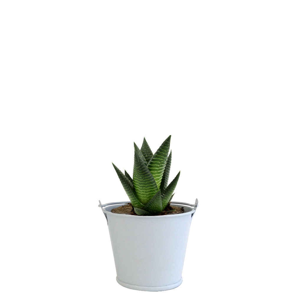 Plante en pot zinc aimanté Lara_Blanc