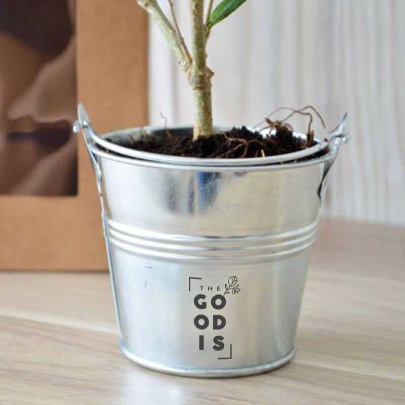 Plant arbre en sac kraft fenêtre Prestige - Cadeau d'entreprise végétal