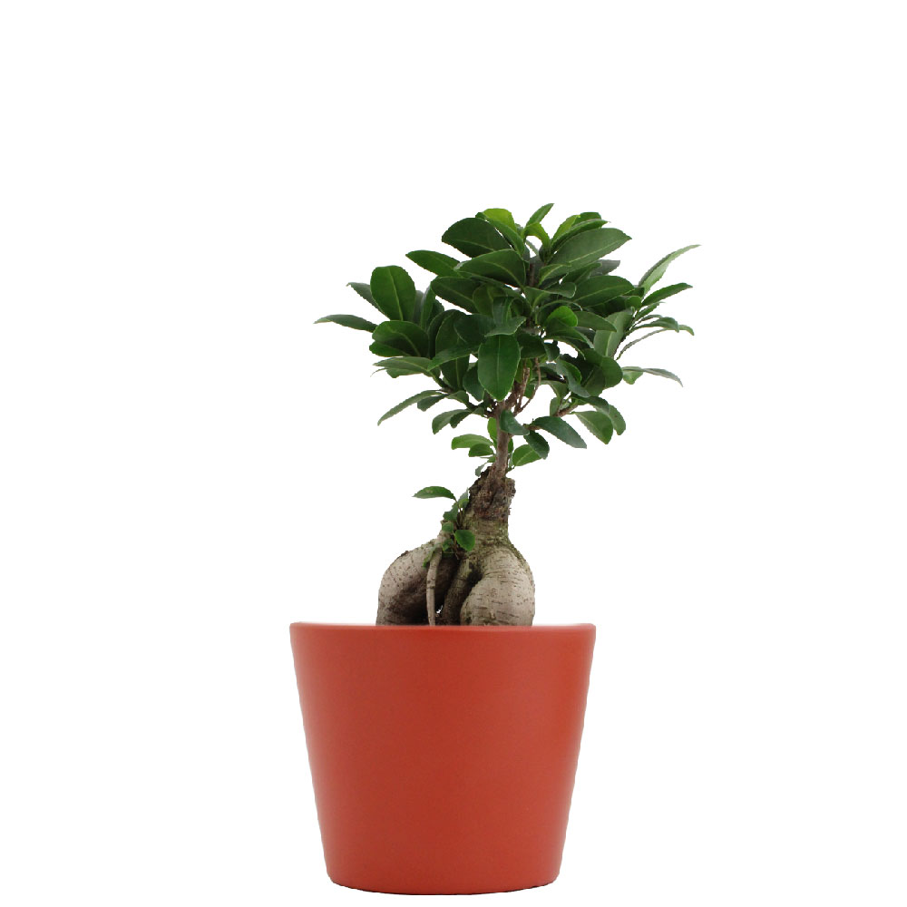 Terracotta
