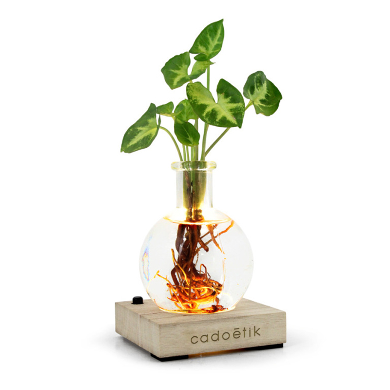 Plante dans un vase en verre avec socle en bois à LED_1