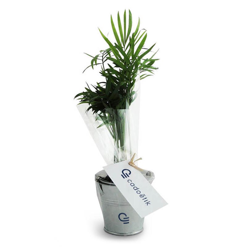 Plante personnalisée - Goodies écologique - Plant arbre en pot zinc