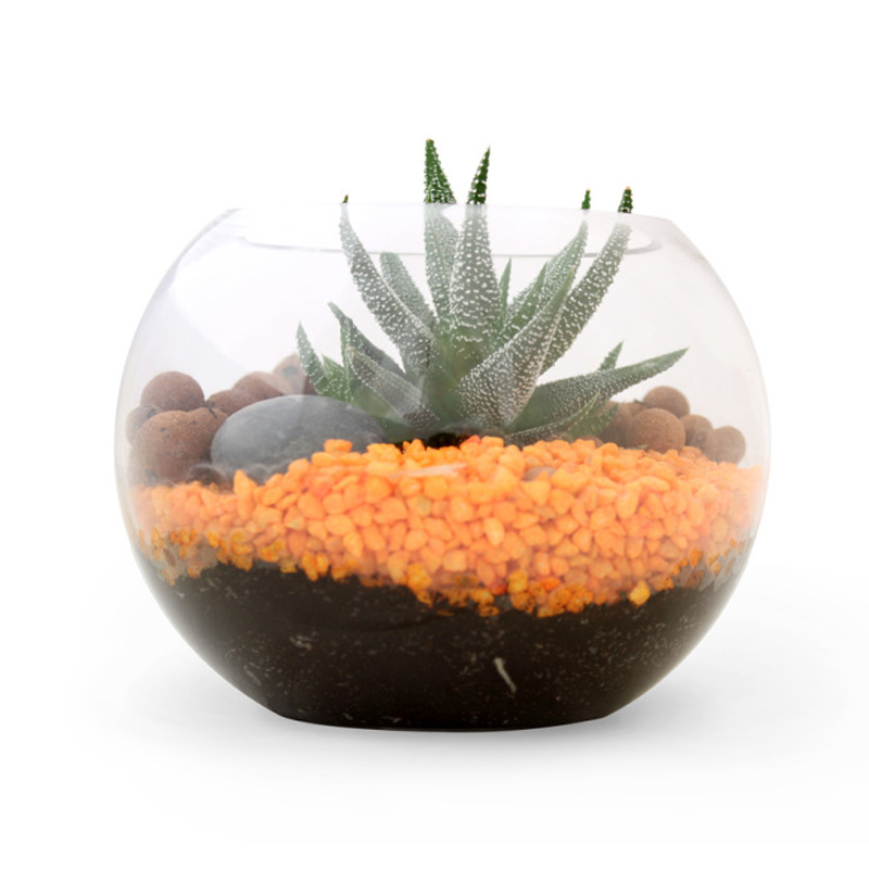 Kit de plantation publicitaire pour terrarium