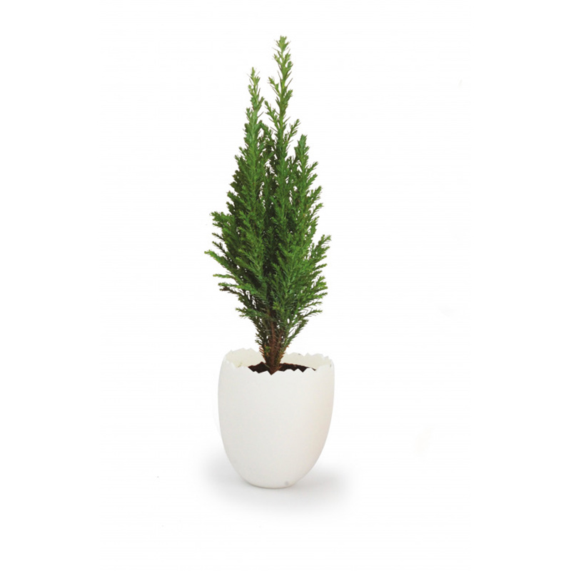 Plant d'arbre avec pot coquille Œuf_03