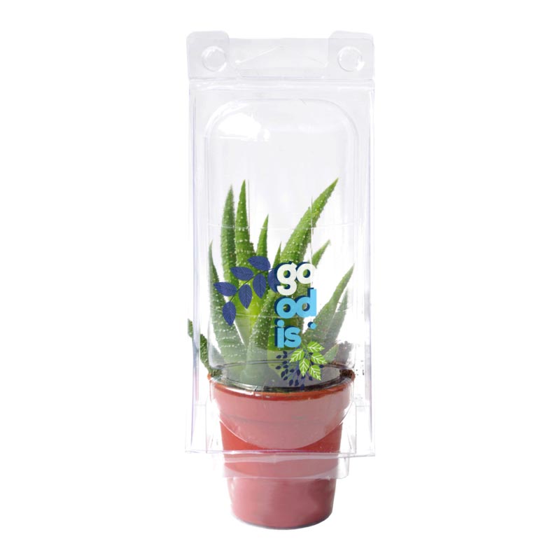 Mini serre 1 pot cactus ou succulente - plante personnalisable