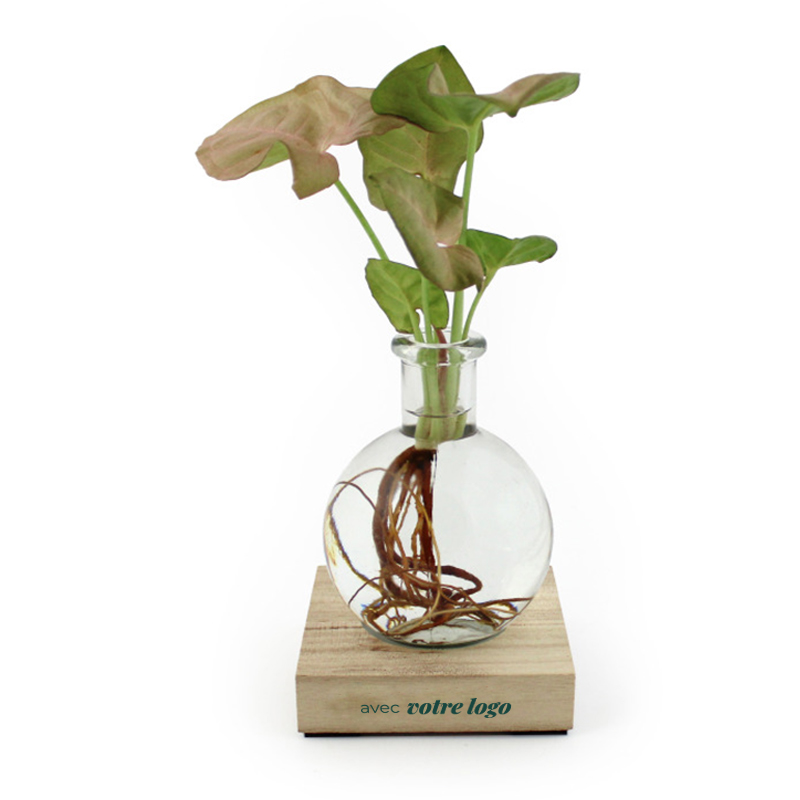 Plante dans un vase en verre avec socle en bois à LED_02