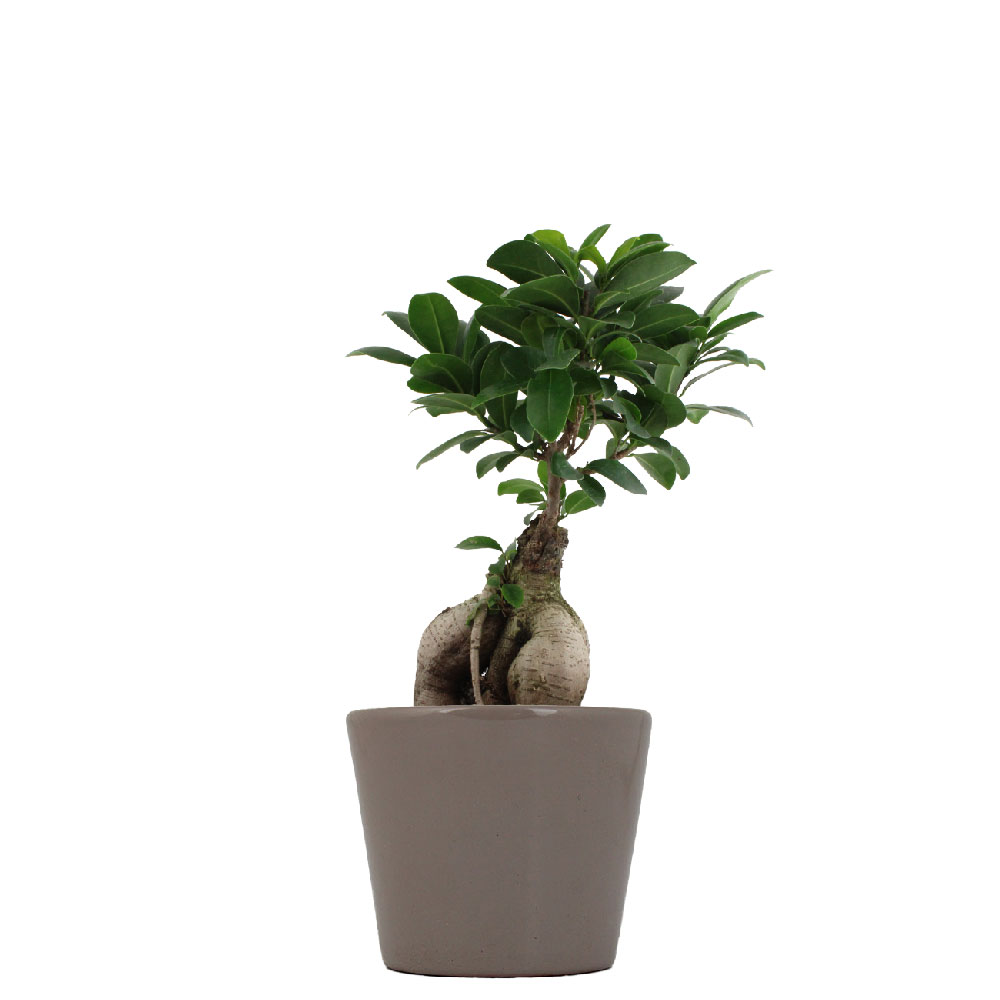 Ficus ginseng dans pot en céramique_Gris