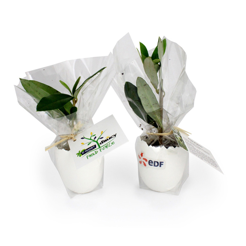 Plant d'arbre avec pot coquille Œuf_04