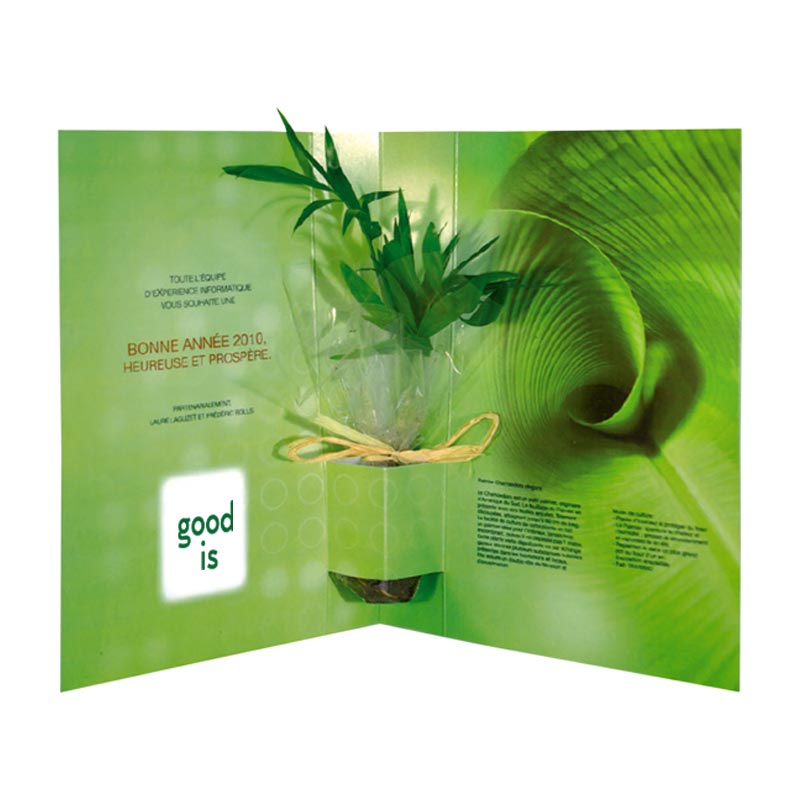 Goodies plante - La plante postale Bambou,Olivier, Eucalyptus