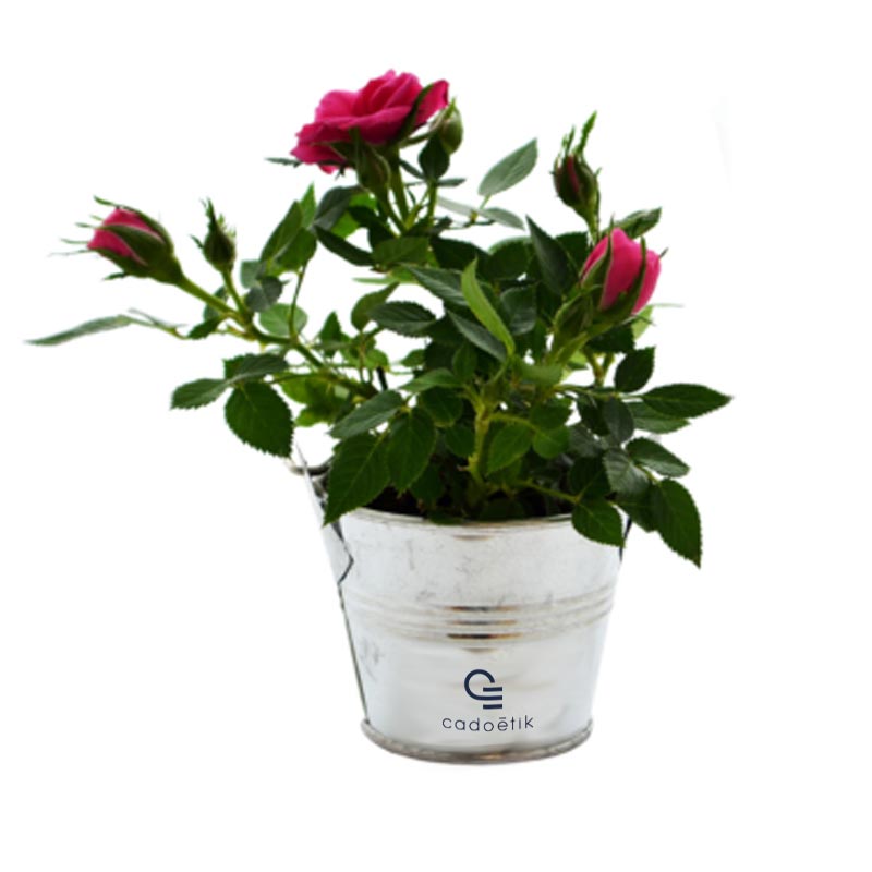 Goodies Made in France - Cadeau publicitaire végétal - Mini plante fleurie en pot zinc 6 cm