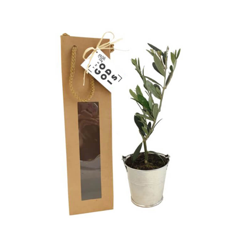 Plant d'arbre Prestige en sac kraft à fenêtre_02