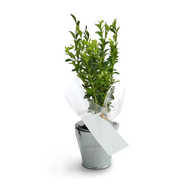 Plant d'arbre Prestige dans un pot en zinc_04