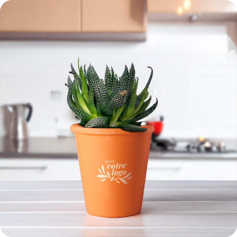 Mini plante dépolluante dans pot en terre cuite_04