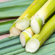 Canne à sucre